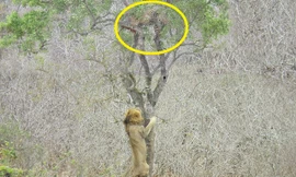 VIDEO: Sư tử leo cây cướp mồi của báo hoa mai