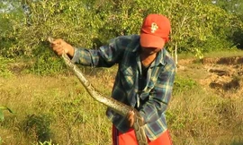 Clip: Nam thanh niên trổ tài bắt sống trăn trong ‘chớp mắt’