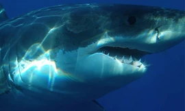 Bí ẩn loài cá mập khổng lồ thời tiền sử