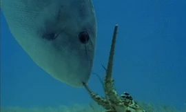 Cá bò tấn công đàn tôm hùm khổng lồ