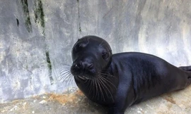 Ẩn nấp dưới băng, hải cẩu báo 'rình bắt' chim cánh cụt hoàng đế