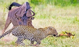 Linh dương đầu bò mẹ tấn công báo hoa mai.