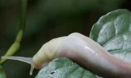 Kinh hãi, kiến tài xế tấn công và ăn thịt ốc sên