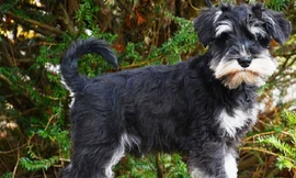 Chó sục Đức, giống chó đặc biệt trung thành