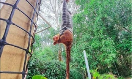 Trăn kim cương treo ngược để nuốt con mồi 'cỡ khủng'