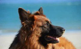 Top 10 giống chó dễ huấn luyện nhất thế giới 