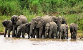 Chiến thuật qua sông của đàn voi khiến cá sấu 'ngậm ngùi' 