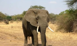 Top 10 loài động vật khỏe nhất hành tinh