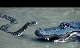 Cuộc 'thư hùng' giữa cá sấu và trăn