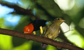 Những loài động vật 'lãng mạn' nhất thế giới (Phần 2) 