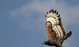 Clip: Chiến thuật săn mồi khôn ngoan của đại bàng 