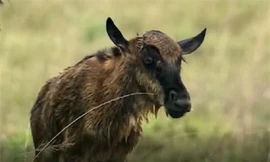 Linh dương vừa ra đời đã gặp thử thách khắc nghiệt