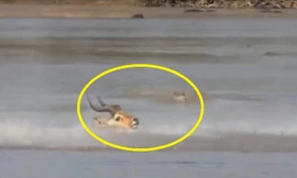 ‘Trên đe, dưới búa’, linh dương vẫn thoát chết ngoạn mục