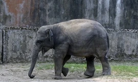 Voi châu Á, loài voi thông minh và độc đáo 