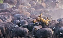 Đàn trâu rừng húc văng sư tử lên không trung.