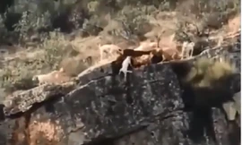 Mải mê săn mồi, đàn chó săn bị rơi xuống vách núi 