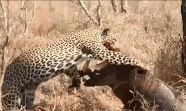 Báo hoa mai hạ sát lợn bướu.