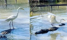 Diệc trắng thản nhiên 'cưỡi' cá sấu.