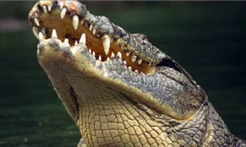 Cá sấu Gustave, dã thú ăn thịt nhiều người nhất ở thời hiện đại