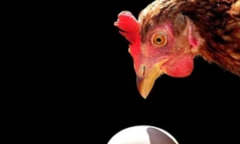Vật lý học trả lời câu hỏi: Con gà hay quả trứng có trước?