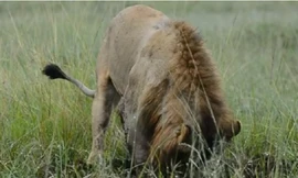 Sư tử đực đào hố, tóm gọn lợn lòi 