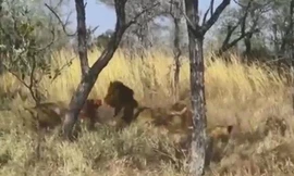 Đàn sư tử cắn nhau dữ dội vì linh dương Waterbuck