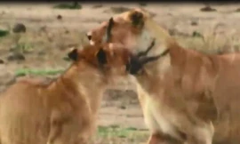 VIDEO: Ghê rợn cảnh sư tử xé xác lợn rừng con