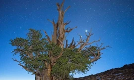 Cây thông Methuselah.
