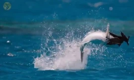 Kỳ lạ: Chim biển trở thành mồi ngon của cá