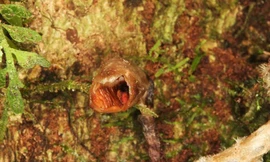 Lan xấu nhất thế giới.