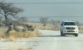 Video: Tổng hợp những pha tấn công ô tô cực nguy hiểm của tê giác