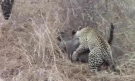 Báo hoa mai tóm gọn lợn bướu.