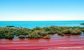 Đâu là nguyên nhân khiến đại dương 'nhuộm màu máu'?