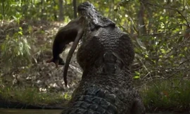 Cái kết cho những kẻ giám đến gần hàm cá sấu 