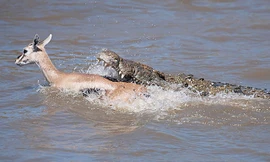 Cá sấu truy sát linh dương Impala dưới nước