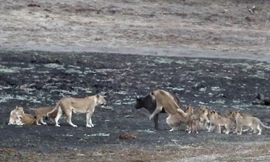 10 con sư tử cùng nhau hành hạ trâu rừng