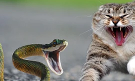 Màn “đại chiến” giữa chó, mèo và con rắn độc 