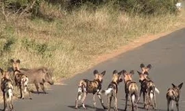 Ngựa vằn xuất hiện đúng lúc, cứu lợn lòi khỏi tay chó hoang