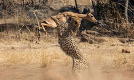 Báo săn vồ linh dương Impala.