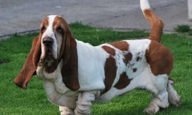 Những giống chó ít rụng lông, an toàn cho sức khỏe người nuôi 