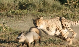 Một mình cáo chống lại hai con báo cheetah 