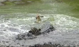 VIDEO: Cá sấu săn linh dương trong ‘một nốt nhạc’