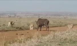 Trâu rừng 1 mình chiến đấu với đàn sư tử