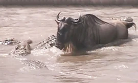 Tình huống săn mồi ngớ ngẩn đến khó tin của đàn cá sấu