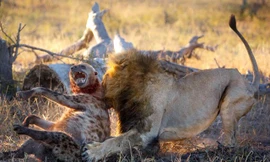 Sư tử đực giết linh cẩu.