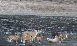 Cuộc chiến không cân sức giữa trâu rừng với 10 con sư tử