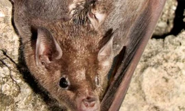 Dơi đực tiết ra hỗn hợp mùi để thu hút con cái.