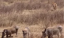 Chăm chú rình mồi nhưng sư tử vẫn không săn được lợn lòi