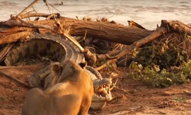 Sư tử cái chạm mặt cá sấu 