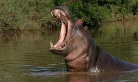 Clip: Sư tử bị hà mã hù cho ‘kinh hồn bạt vía’